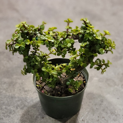 6" Portulacaria Green Afra Heart Mini Jade